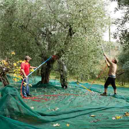 Olivenernte - 2 Menschen ernten mit Kämmen Oliven