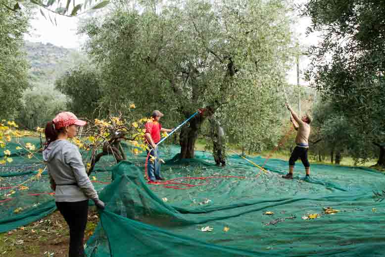 Olivenernte - 2 Menschen ernten mit Kämmen Oliven