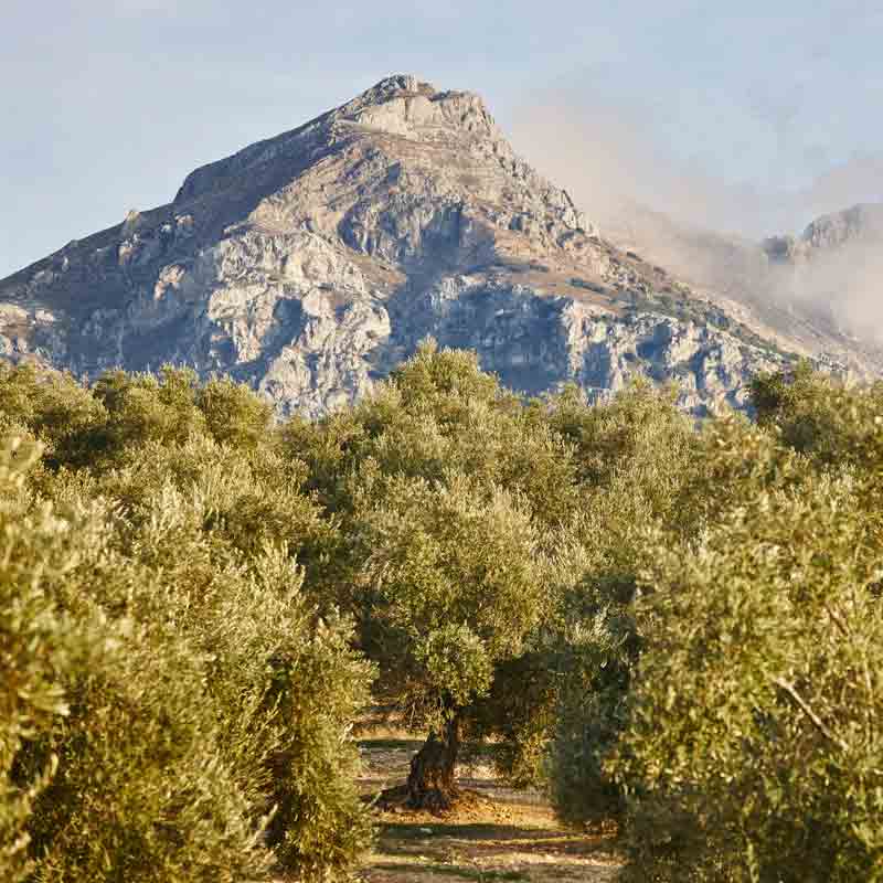 Olivenhain in Andalusien umgeben von Sierra Magina Spanien