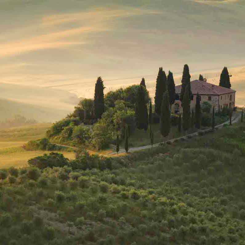 Hügelige Landschaft in der Toskana mit Olivenbäumen
