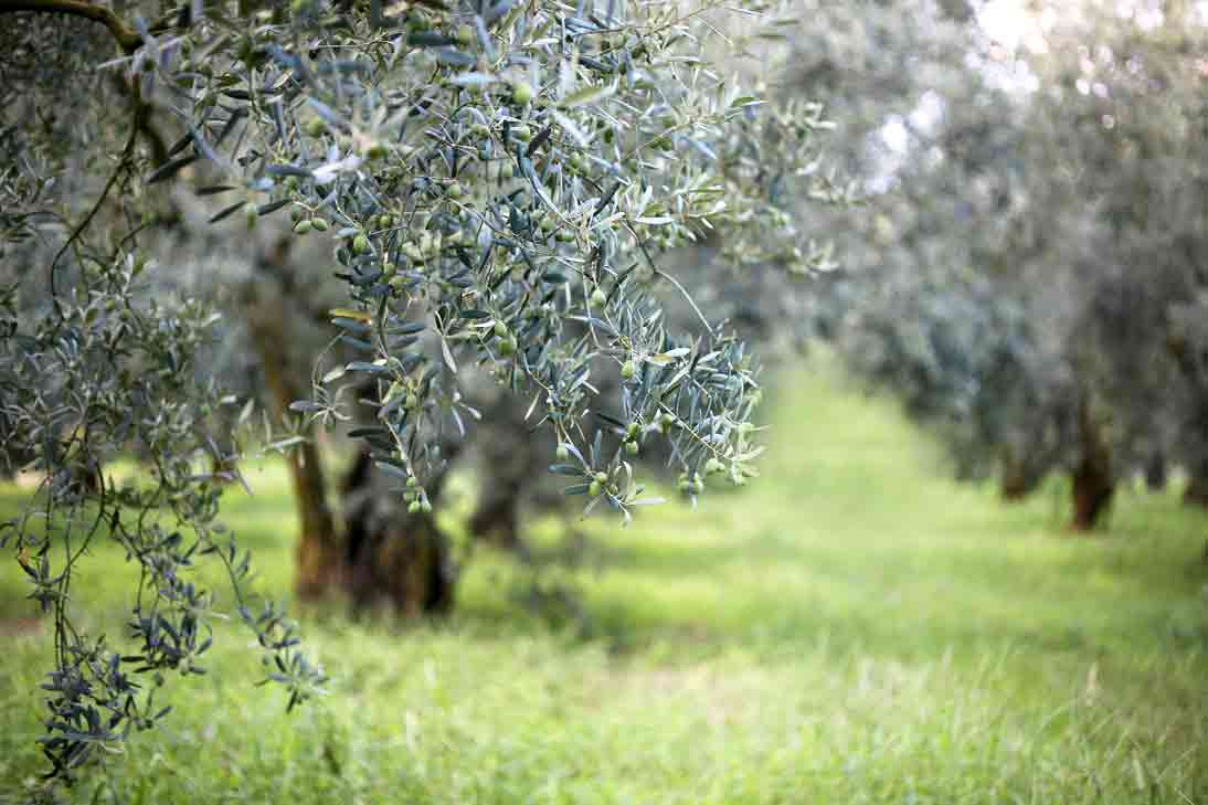 Nachhaltiger Olivenhain mit Gras bewachsen